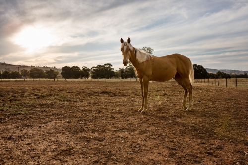 A beautiful young horse standing in a paddock at sunset - Australian Stock Image