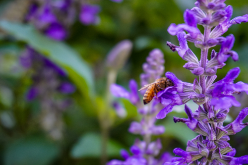 A bee pollinating - Australian Stock Image