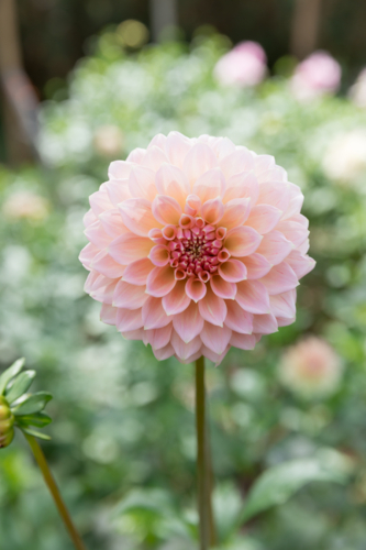 A big pink dahlia - Australian Stock Image