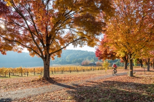 A bike rider cycles on the pathway surrounded by autumn leaves - Australian Stock Image
