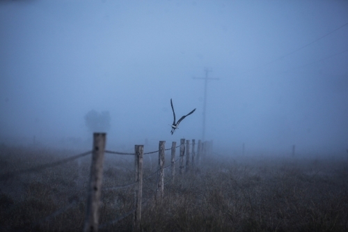 A bird flying along fence-line in blue morning mist