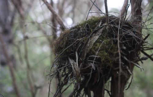 A bird's nest close up with low lighting