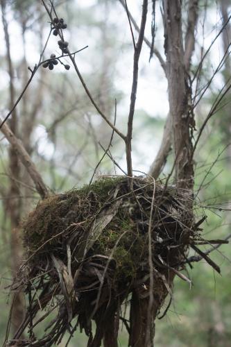 A bird's nest up close in portrait