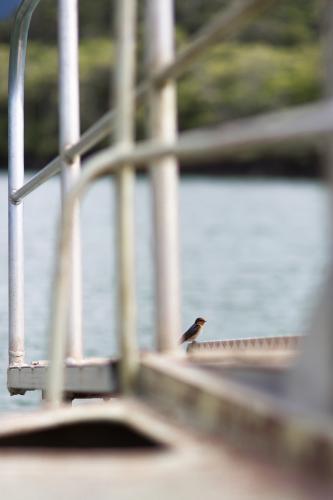 A bird sits on the deck of a wild life cruise along the Daintree river.