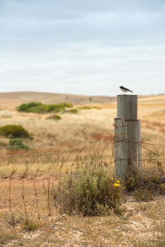 A bird sitting on a fence post