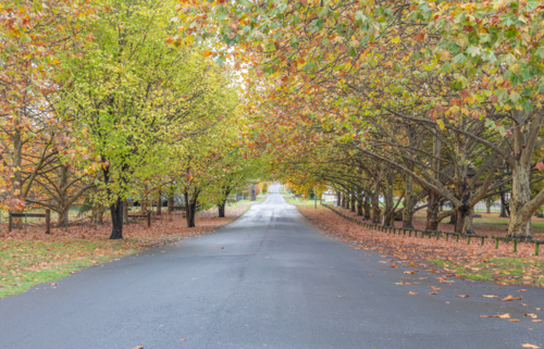 A bitumen street with an avenue of trees with autumn foliage - Australian Stock Image