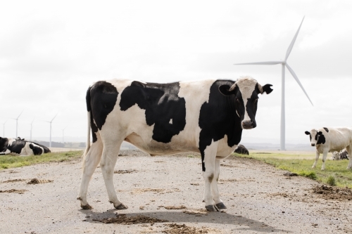 A black and white cow standing in the middle of the road, other cows and wind turbines in background - Australian Stock Image