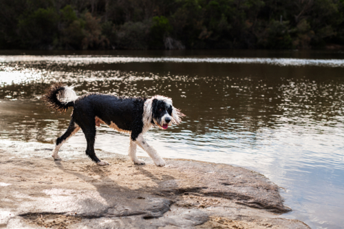A black and white dog walks along the sandy edge of a calm river while enjoying the day - Australian Stock Image