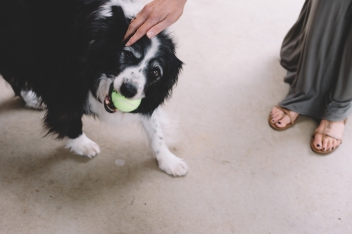 A black and white dog with a yellow tennis ball in its mouth being patted by a woman