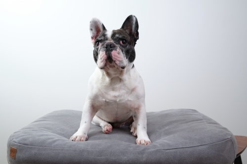 A black and white French bulldog - Australian Stock Image
