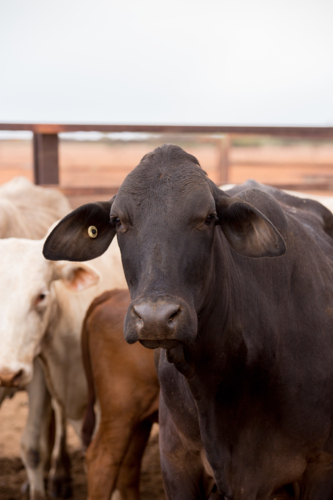 A black brahman cross cow in the yards - Australian Stock Image