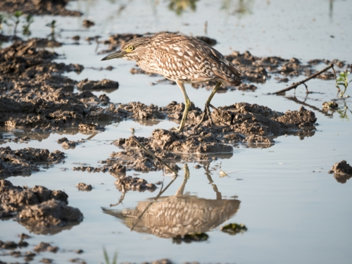 A black crowned night heron standing in a billabong - Australian Stock Image