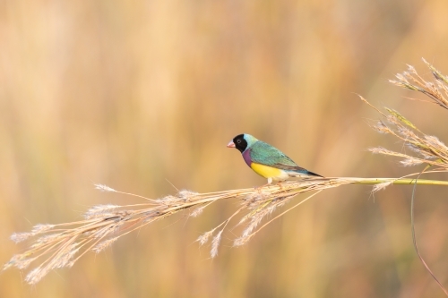 A black-faced male gouldian finch perched on a stem of grass - Australian Stock Image