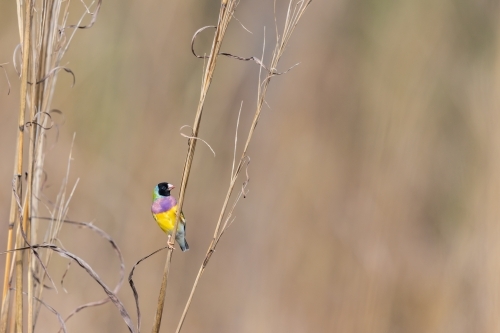 A black-faced male gouldian finch perched on a stem of grass