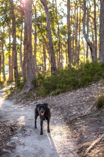 A black labrador stands on a walking track in a bush setting