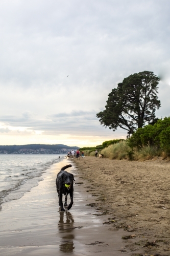 A black labrador trots along Nutgrove beach in Sandy Bay - Australian Stock Image