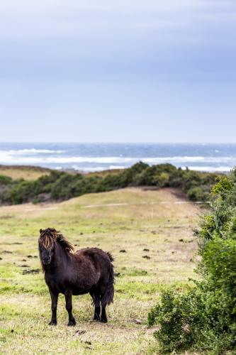 A black pony braves the wind swept dunes to graze