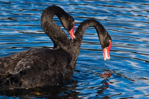 A black swan pair were courting and inbetween energetic displays they embraced lovingly using their