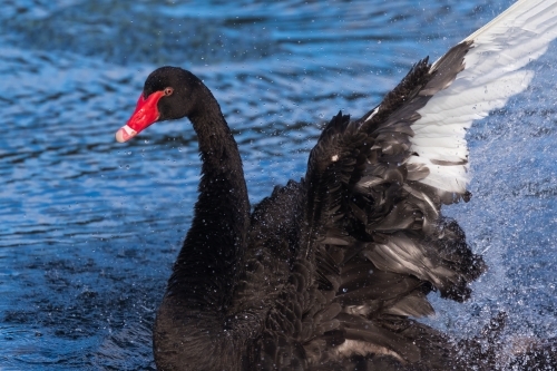 A black swan putting on some energetic displays to impress his mate - Australian Stock Image