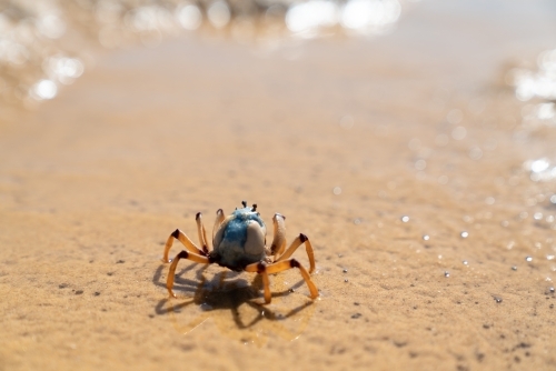 A blue soldier crab walking along on a sandy surface with water - Australian Stock Image