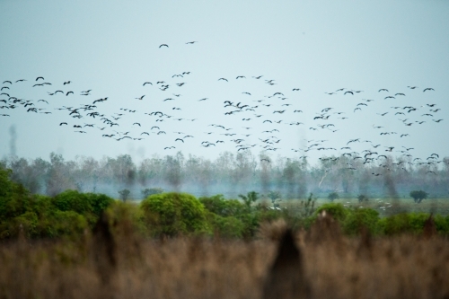 A blurry flock of birds in flight over the tall grasses and trees. - Australian Stock Image