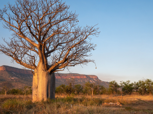 A boab tree and the Cockburn Ranges at sunset - Australian Stock Image