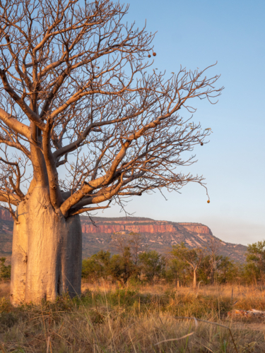 A boab tree and the Cockburn Ranges at sunset - Australian Stock Image