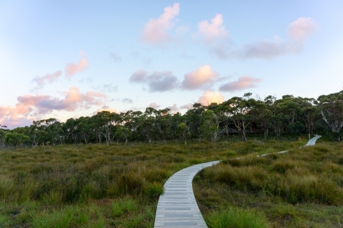 A boardwalk leads toward the trees though grasses at sunset - Australian Stock Image