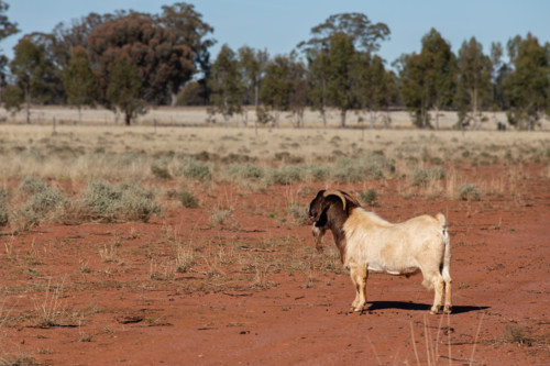 A Boer Goat Buck - Australian Stock Image