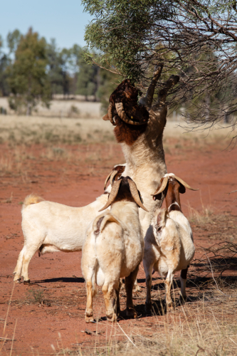 A boer goat buck standing pull down tree foliage with other goats waiting - Australian Stock Image