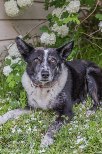 A Border Collie Dog on green grass with white blossoms - Australian Stock Image