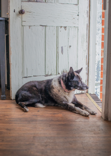 A Border Collie dog waiting in a doorway - Australian Stock Image
