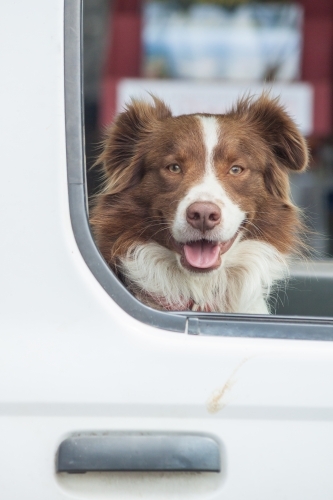 A border collie sitting waiting in the window of a car - Australian Stock Image