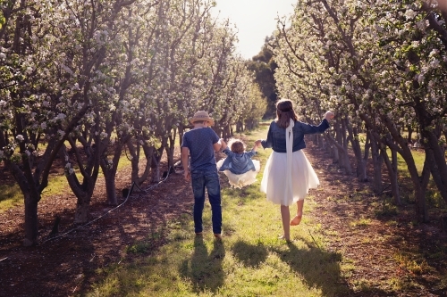 A Boy And Girl Swinging Their Little Sister Away From the Camera In An Orchard