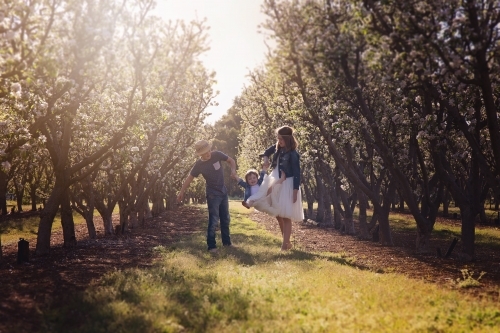 A Boy And Girl Swinging Their Little Sister In An Orchard - Australian Stock Image