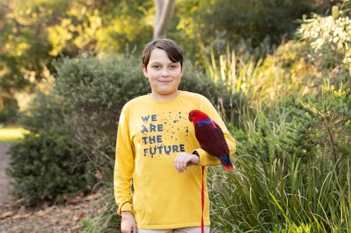 A boy holding an australian red and blue female eclectus parrot, the parrot is wearing a harness - Australian Stock Image