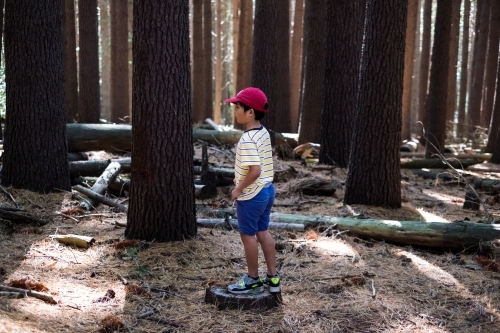 a boy in the woods