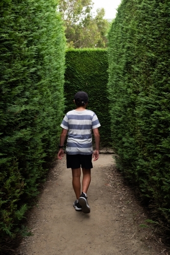 A boy walking through a conifer hedge maze