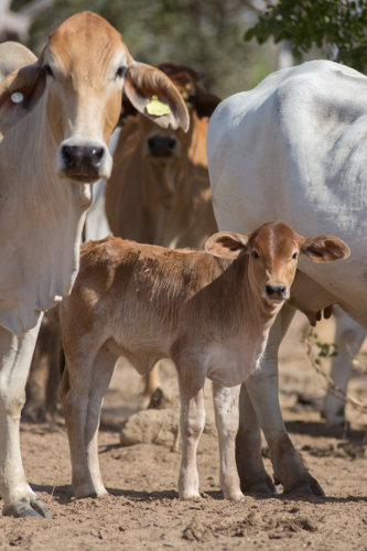 A brahman cow and her calf - Australian Stock Image