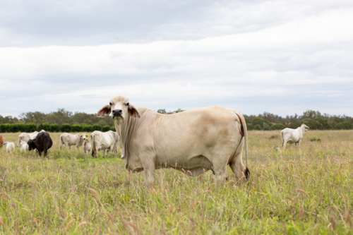 A Brahman Cow standing in front of the mob - Australian Stock Image