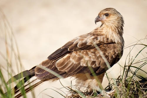 A brahminy kite sitting alert on a sandy beach. - Australian Stock Image