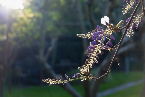 A branch from a lavender bush is highlighted by the sun