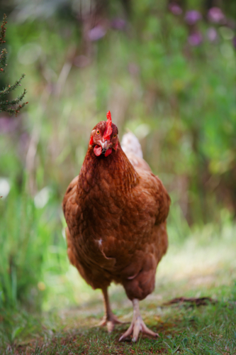 A brown chicken walking in green grass - Australian Stock Image