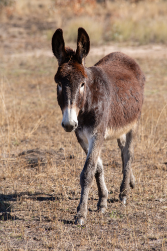 A brown donkey - Australian Stock Image