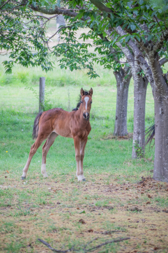 A brown foal in a green field with chestnut trees - Australian Stock Image