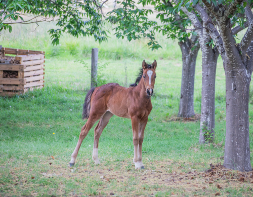 A brown foal in a green field with chestnut trees - Australian Stock Image