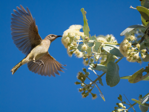 A brown honeyeater searching for nectar from a flowering gum tree - Australian Stock Image