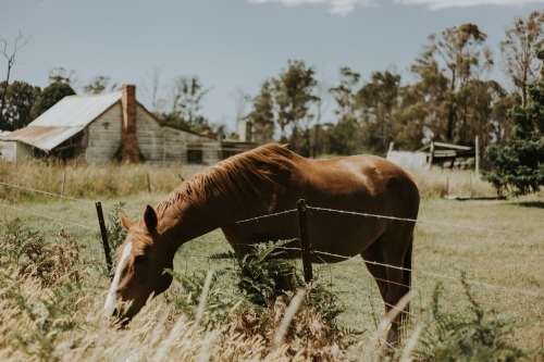 A brown horse in a paddock, leaning its head over a barbed wire fence to eat grass on the other side