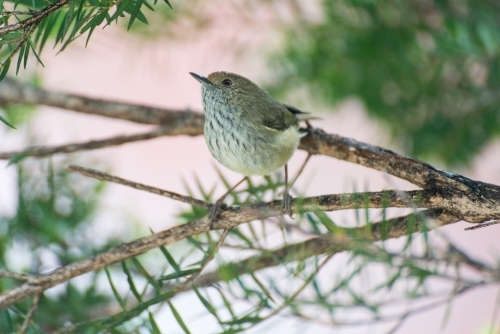 A Brown Thornbill searching for insects in a paperbark tree