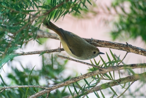A Brown Thornbill searching for insects in a paperbark tree